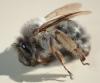 Anthophora plumipes